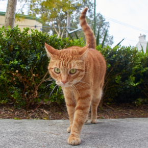 Bayswater Veterinary Clinic shares 7 ways to provide comfortable home care for arthritic cats Bayswater Veterinary Clinic shares 7 ways to provide comfortable home care for arthritic cats