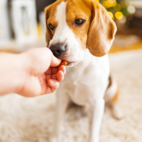 Diet friendly treats for dogs at Christmas Diet friendly treats for dogs at Christmas