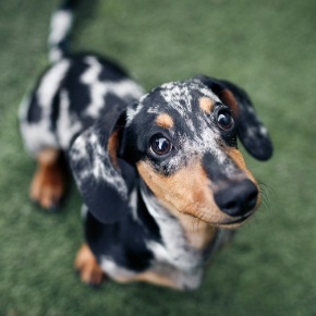 20 most popular dogs breeds of 2020 20 most popular dogs breeds of 2020