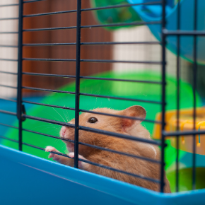 Hutch and cage cleaning tips for small furry pets Hutch and cage cleaning tips for small furry pets