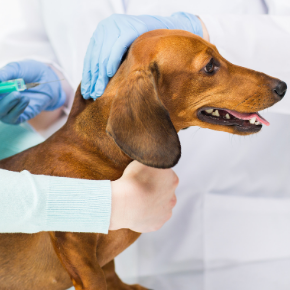 Get ready for spring with canine vaccinations Get ready for spring with canine vaccinations