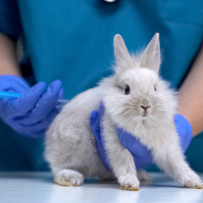 Vaccinations & Allergies – is your rabbit ready for spring?