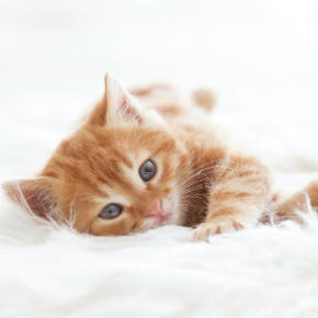 Bringing up a new kitten Bringing up a new kitten