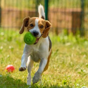 Share your pet stories with Bayswater Vets on social media