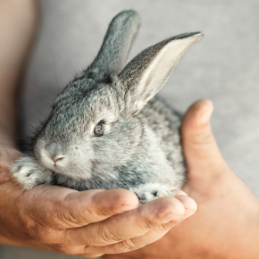How to enrich your rabbit’s life after lockdown How to enrich your rabbit’s life after lockdown