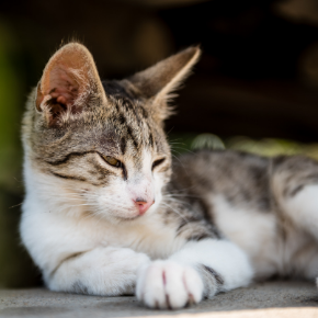 Do these 3 checks for common summer cat diseases Do these 3 checks for common summer cat diseases