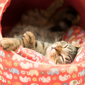 Kate has some advice on unexpected cat pregnancies Kate has some advice on unexpected cat pregnancies