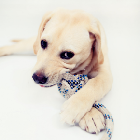 Puppy chewing – your questions answered Puppy chewing – your questions answered