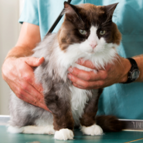 Let our Vets prepare your cat for the coming season Let our Vets prepare your cat for the coming season