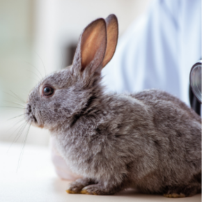 Victoria Seale advises what to look out in your rabbit pre-winter Victoria Seale advises what to look out in your rabbit pre-winter