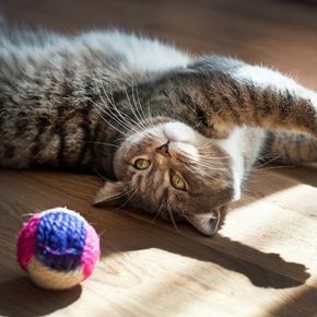 Christmas and cats – what could possibly go wrong? Christmas and cats – what could possibly go wrong?