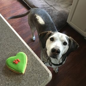 Eco-friendly treats for overweight dogs Eco-friendly treats for overweight dogs