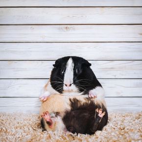 Read Bayswater Vets’ advice on why your guinea could be overweight
