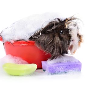 Essential guinea pig grooming advice from Bayswater Vets’ Nurses