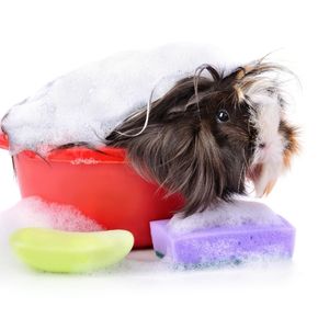 Essential guinea pig grooming advice from Bayswater Vets’ Nurses Essential guinea pig grooming advice from Bayswater Vets’ Nurses