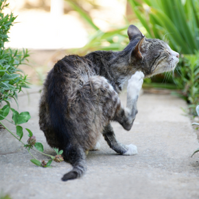 Cat fleas and other parasites on the prowl this spring Cat fleas and other parasites on the prowl this spring