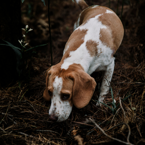Get Victoria’s advice on dog fleas, worms, and ticks Get Victoria’s advice on dog fleas, worms, and ticks