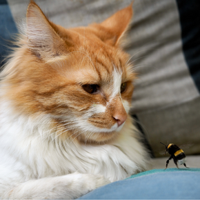 Adam shares what to do if your pet gets stung by a bee or a wasp Adam shares what to do if your pet gets stung by a bee or a wasp