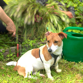 16 ways to pet-proof your garden this spring 16 ways to pet-proof your garden this spring
