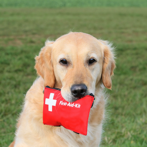 The supplies every dog owner needs in their pet first aid kit The supplies every dog owner needs in their pet first aid kit