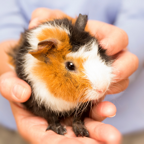 Lifesaving guinea pig advice from Bayswater Vets Lifesaving guinea pig advice from Bayswater Vets