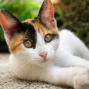 Why all London cats need a microchip in 2022 Why all London cats need a microchip in 2022