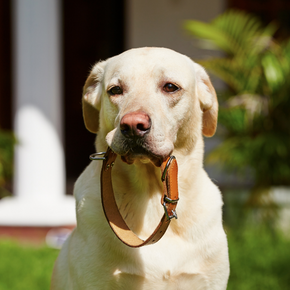 Adam explains UK laws on dog microchipping & ID tags Adam explains UK laws on dog microchipping & ID tags