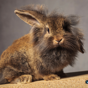 Why do rabbits get microchipped? Why do rabbits get microchipped?