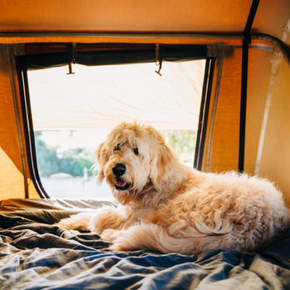 How to prepare for a dog-friendly summer holiday How to prepare for a dog-friendly summer holiday