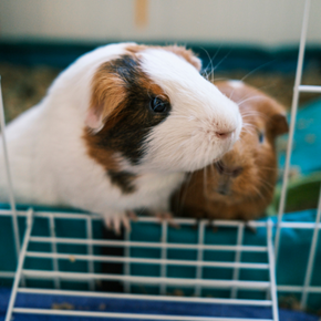 Victoria offers advice on transporting guinea pigs Victoria offers advice on transporting guinea pigs