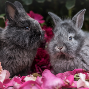 Bayswater Vets explain why rabbits need a companion Bayswater Vets explain why rabbits need a companion