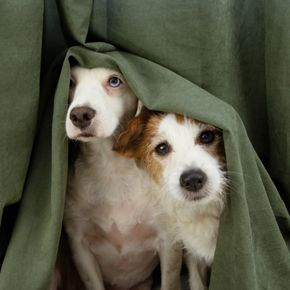 Prep your pet and build a dog den ready for firework season Prep your pet and build a dog den ready for firework season