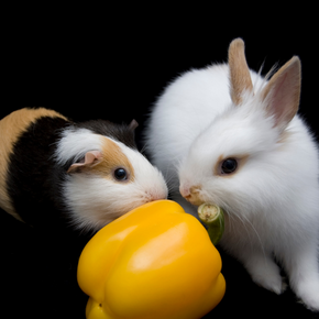 4-point firework plan for keeping rabbits & guinea pigs calm 4-point firework plan for keeping rabbits & guinea pigs calm