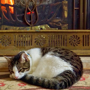 14 pre-winter checks all cat owners should do 14 pre-winter checks all cat owners should do