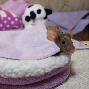 Bayswater Vets’ guide to winter care for pet mice and rats
