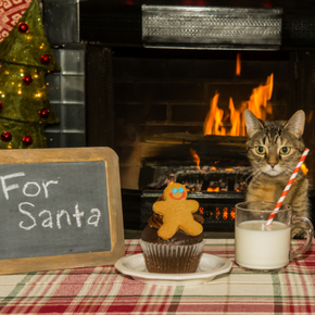 Cat and dog owners need Victoria’s Christmas list of pet poisons Cat and dog owners need Victoria’s Christmas list of pet poisons