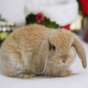 Rabbits and Christmas – avoid these common mistakes Rabbits and Christmas – avoid these common mistakes