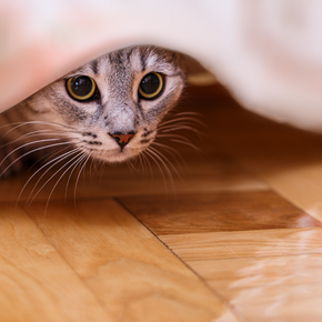 How cat stress presents itself How cat stress presents itself