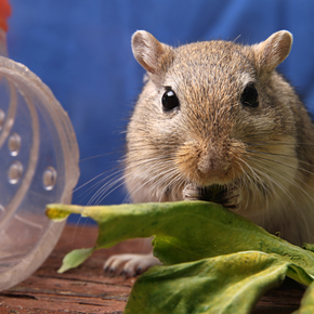 Vets in Bayswater highlight the signs of a stressed small pet Vets in Bayswater highlight the signs of a stressed small pet