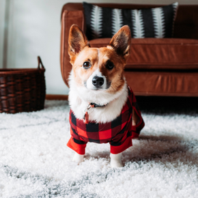Victoria shares their top tips for battling your dog’s boredom Victoria shares their top tips for battling your dog’s boredom