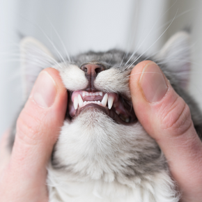 Why you need to act now to protect your cat’s oral health Why you need to act now to protect your cat’s oral health