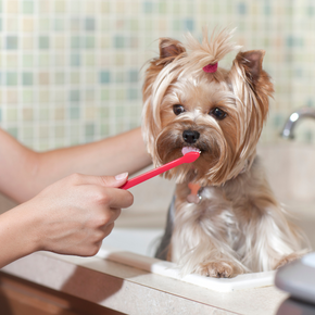 How to tell if your dog needs to see a dentist How to tell if your dog needs to see a dentist