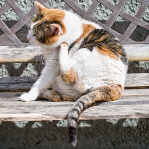 Victoria shares tips for preventing and getting rid of cat fleas Victoria shares tips for preventing and getting rid of cat fleas