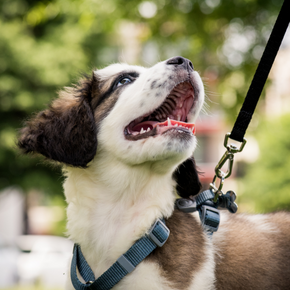 The essential puppy socialisation guide every new owner needs The essential puppy socialisation guide every new owner needs