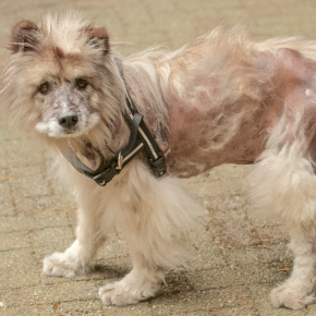 Common causes of alopecia in dogs Common causes of alopecia in dogs