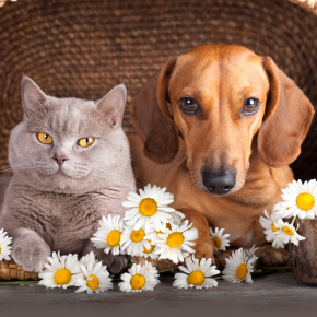 Why pet insurance is a wise investment for pets in London Why pet insurance is a wise investment for pets in London