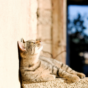 Vet Victoria has advice for cat owners about heatstroke