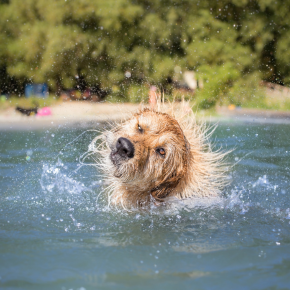 Dos and Don’ts for your dog when it’s hot in London Dos and Don’ts for your dog when it’s hot in London