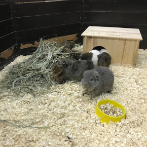 What to do about flystrike if you have rabbits or guinea pigs What to do about flystrike if you have rabbits or guinea pigs