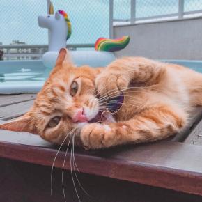 Summer cat care for owners in London Summer cat care for owners in London
